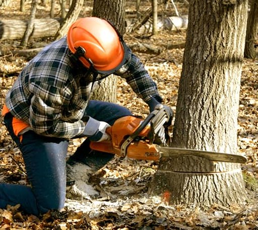 Tree Removal in Orient, ME
